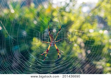 giant spider in its web on an early summer morning in central florida