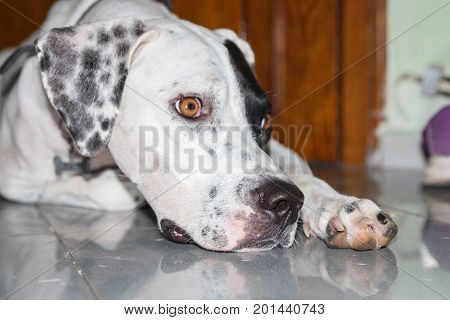 Lying English Pointer Dog With A Small Scratch On The Eyelid