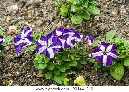 Flowers On The Flower Beds On The Embankment