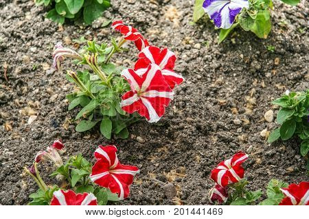 Flowers On The Flower Beds On The Embankment