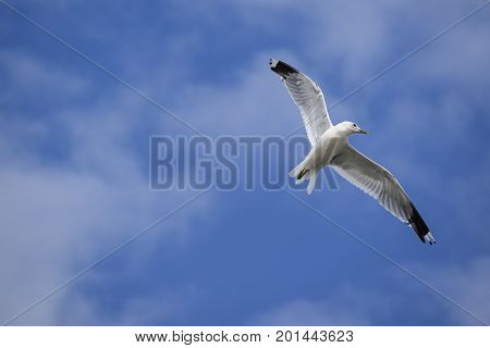Common gull (larus canus) in flight against a blue sky with white clouds copy space