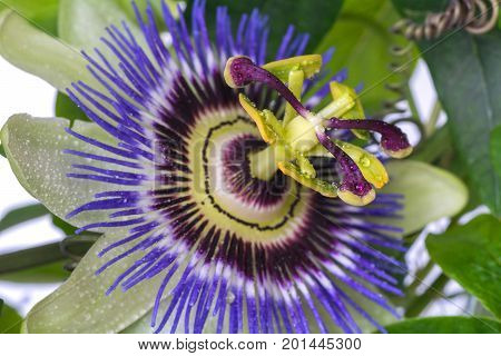 Passiflora passionflower with dew water drops . Big beautiful flower