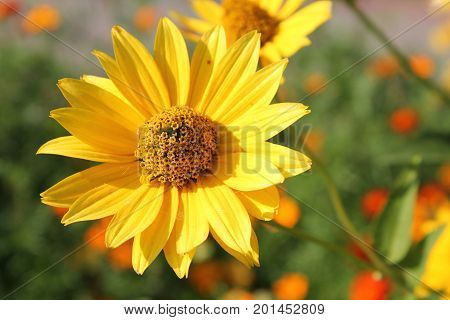 Yellow flower of large-flowered tickseed (Coreopsis grandiflora) in garden