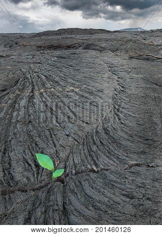 Reborn Plant In Deadland