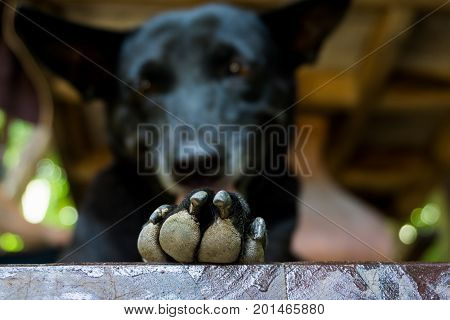 Cute black dog focus Dog's feet best friend.