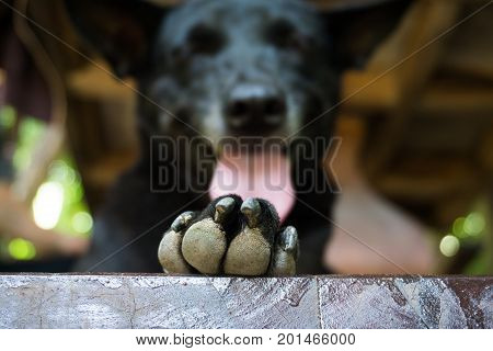Cute black dog focus Dog's feet best friend.