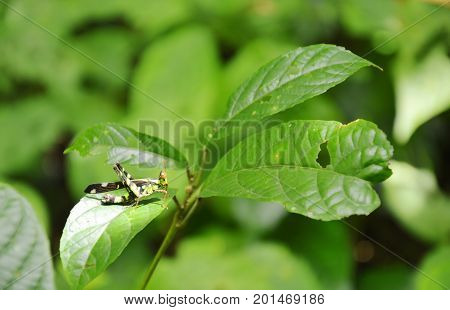 hook-tip monkey grasshopper with yellow and black color hanging leaf in wood