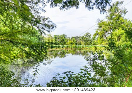 Overview Of Pond Framed By Trees In Summer In Kenilworth Park And Aquatic Gardens During Lotus And W
