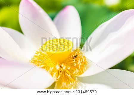 Macro Closeup Of Bright White And Pink Lotus Flower With Yellow Seedpod Inside