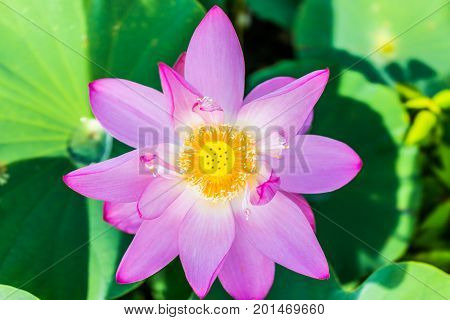 Macro Flat Top View Down Closeup Of Bright Pink Lotus Flower With Yellow Seedpod Inside