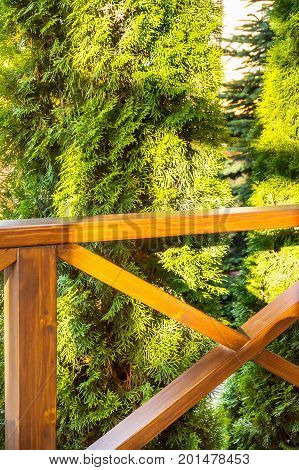 Green tree behind a wooden fence .