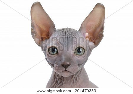 Portrait of Don Sphinx kitty (seven weeks old) isolated on white background