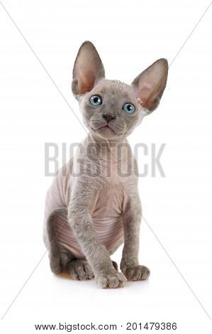Don Sphinx kitty cat (seven weeks old) isolated on white background