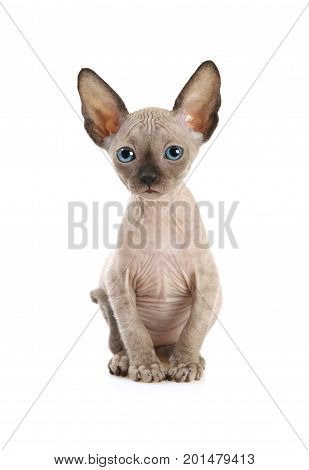 Funny Don Sphinx kitty cat (seven weeks old) isolated on white background
