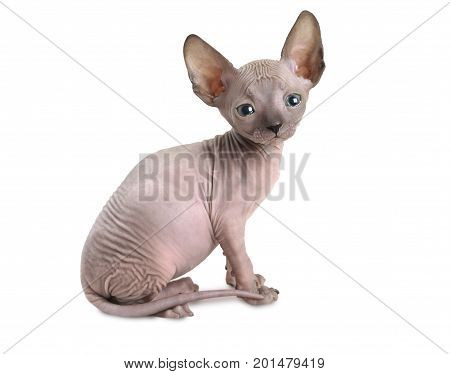Thoroughbred seven weeks old Don Sphinx kitty cat isolated on white background