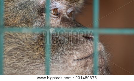 Monkey in a cage behind bars. Emotion of sadness despair depression. An animal in captivity. Sad look.