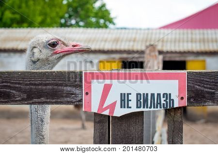 Ostrich behind the fence. Poster with the inscription Do not climb. Sad look of a bird in captivity.