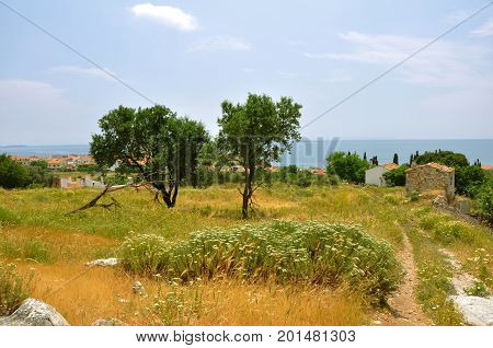Remote landscape with trees on greek island Samos