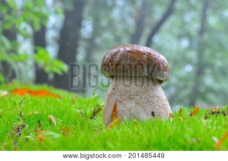 Boletus reticulatus or Boletus aestivalis, commonly known as the summer cep. Edible gourmet wild mushroom, Penny Bun bolete in the forest