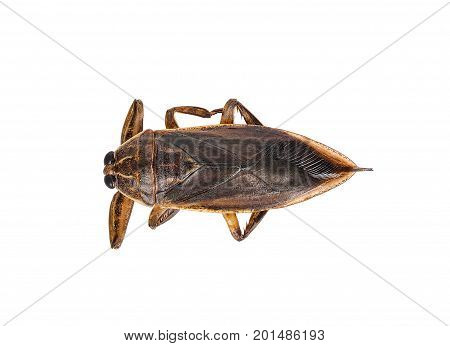 Lethocerus indicus isolated on white background .