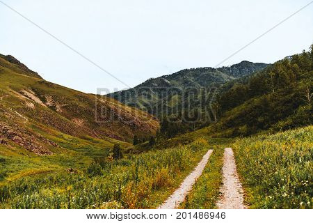 Earth road stretching to dale between mountain-ridges through meadows of native grasses with small forest on frank of hill Kuyus district Altai mountains Russia