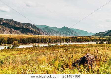 Autumn landscape with mountains in background and dry native grasses on meadow in foreground Katun river with pine trees on riversides teal hazy horizon Altai Kuyus district Russia