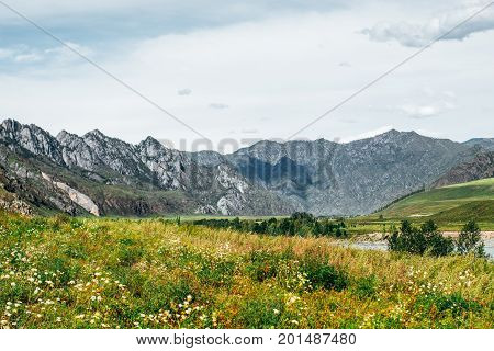 Beautiful mountain scenery on sunny summer day: meadows with native grasses and wildflowers in foreground river Katun with trees on sides mountain ridge in background Altai Russia Kuyus district