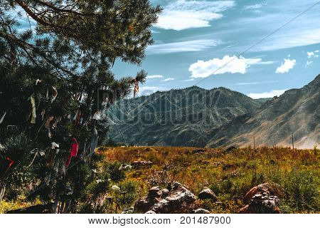 Beautiful mountain landscape: pine tree in foreground with tied up ritual ribbons of different colours autumn meadow with native grasses mountain ridge in background Altai Kuyus district Russia