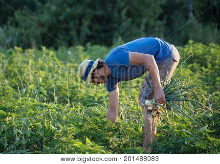 Young farmer in hat harvesting onion on the field of organic eco farm. Man holding bunch of onion in hand.