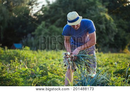 Young farmer in hat harvesting onion on the field of organic eco farm. Man holding bunch of onion in hand.