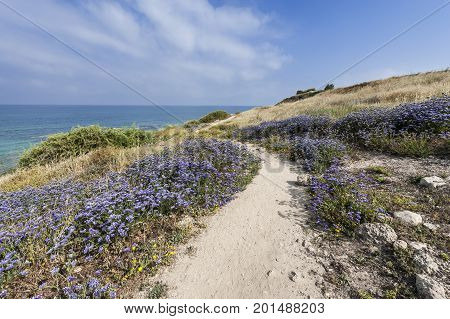 Dunes on the Shore of the Mediterranean Sea in Israel. Spring flowers in the Israeli Apollonia national park