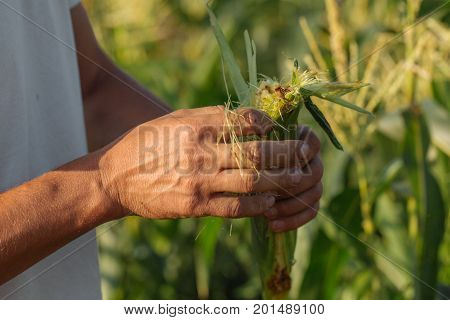 Farmer inspecting corn crop at field of organic eco farm. Close-up male hands check yield of corn.