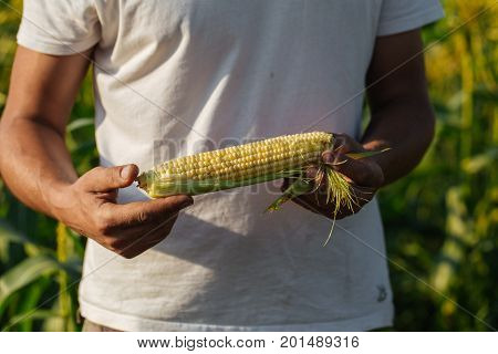 Crop image of farmer holding corn cob in hand in corn field. Farmer checking corn to prepare for harvesting at organic eco farm.