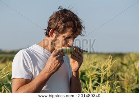 Young farmer tasting ripe corn cob at corn field. Men holding corn cob in hands and biting it.