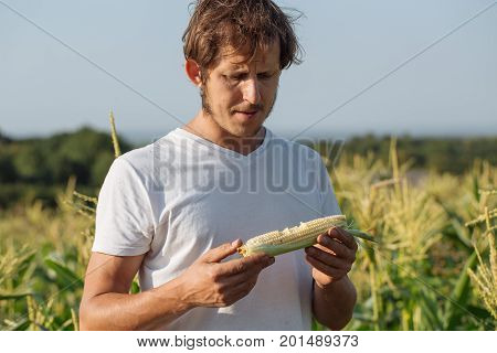 Young farmer tasting ripe corn cob at corn field. Men holding corn cob in hands and looking after biting it.