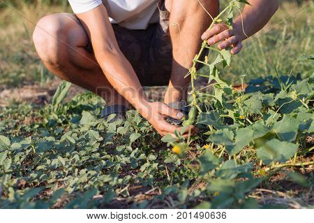 Young farmer checking and picking ripe organic cucumbers at field of eco farm.
