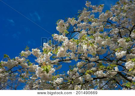 Colourful Cherry Blossom Flowers With Beautiful Background On A Bright Summer Day