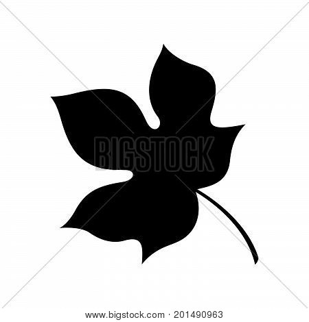 Leaf of a wutong tree, shade picture