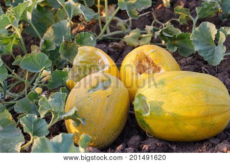 Ripe yellow melons are eaten by pests animals. Melons were bitten by birds on the field at organic eco farm.