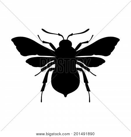 Bumblebee ( Bombus ) black on white