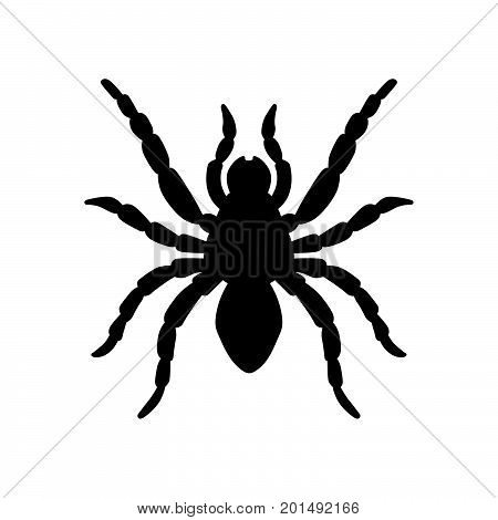 Tarantula, trapdoor spider, ground spider, wolf spider