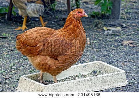 A large brown chicken is standing in a gray feeder in the yard