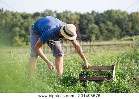 Young farmer in hat harvesting fresh crop of parsley by knife and putting it in wood box at field of organic eco farm. Real working process of farmer's routine