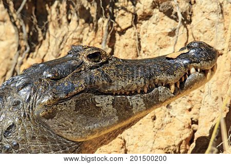 Close-up of a Spectacled Caiman (aka Common Caiman White Caiman). Rio Claro Pantanal Brazil