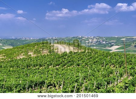Rural landscape at summertime along the road from Santa Maria della Versa to Poggio Pornenzo (Pavia Lombardy)