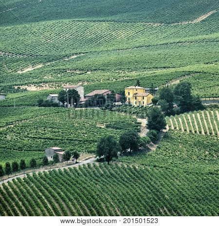 Rural landscape at summertime along the road from Vicobarone (Piacenza Emilia Romagna Italy) to Santa Maria della Versa (Pavia Lombardy) in the Tidone valley. Vineyards.