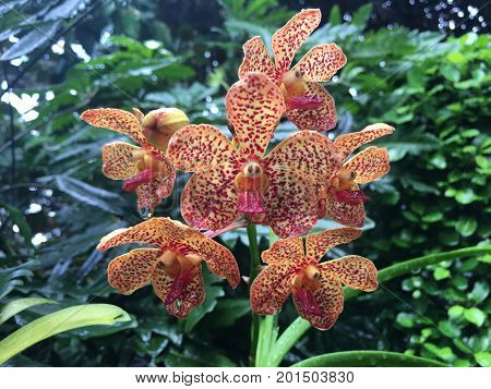 Papilionanda Shah Rukh Khan hybrid orchid flower plant