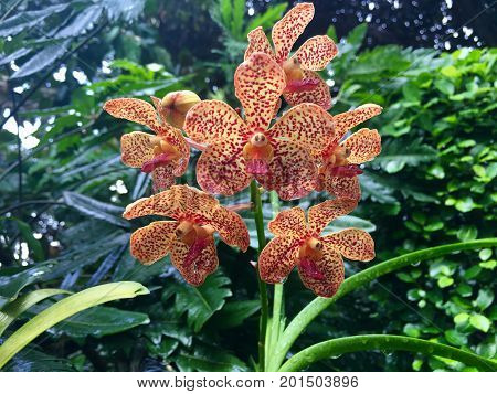 Papilionanda Shah Rukh Khan hybrid orchid flower plant