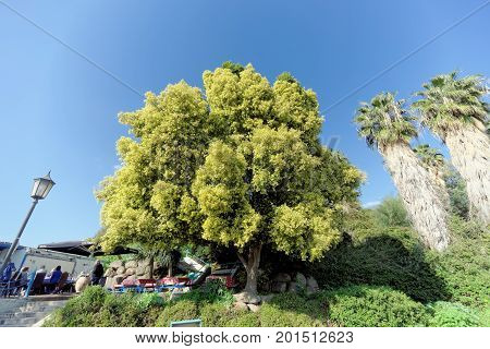Israel. - February 17.2017. A beautiful tree with a lush light green crown near the restaurant of St. Peter.
