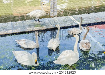White gooses floating in the pond water at Kwan-Riam floating market - Bangkok Thailand for animal background or texture.